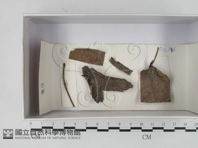 登錄號:F0018187藏品圖，第1張
