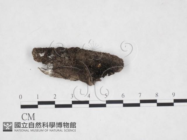 登錄號:F0020187藏品圖，第1張