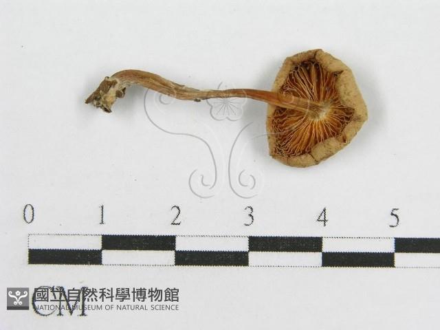 微皮傘屬藏品圖，第1張