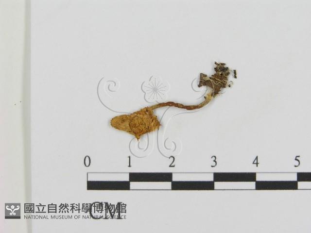 登錄號:F0011187藏品圖，第1張