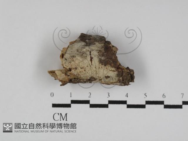 登錄號:F0031187藏品圖，第1張