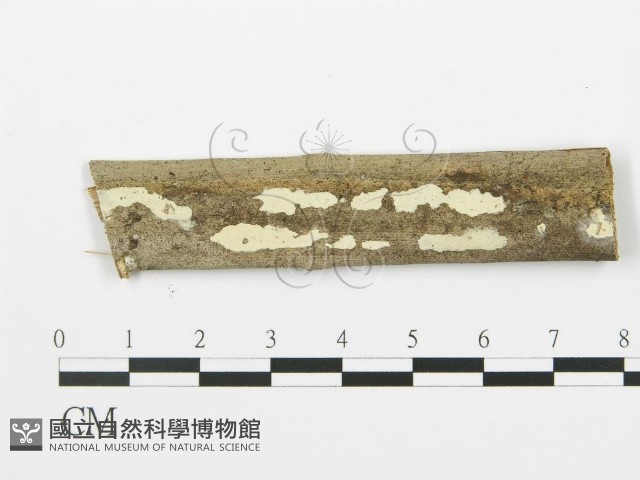射脈菌屬藏品圖，第1張