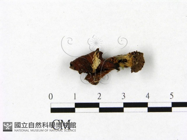 登錄號:F0014187藏品圖，第1張