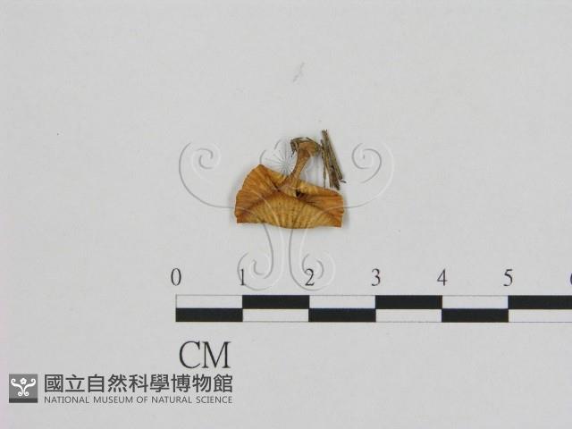 登錄號:F0002187藏品圖，第3張