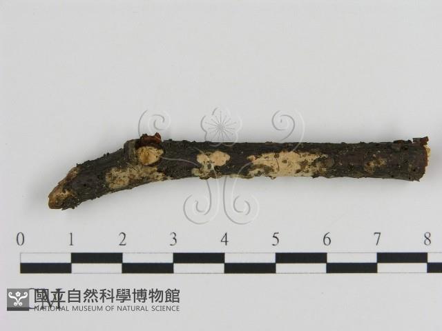 絲皮菌屬藏品圖，第1張