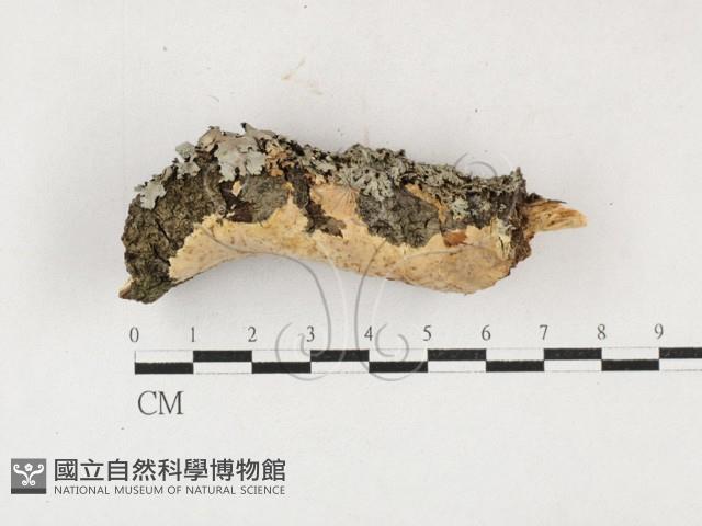 登錄號:F0027187藏品圖，第1張