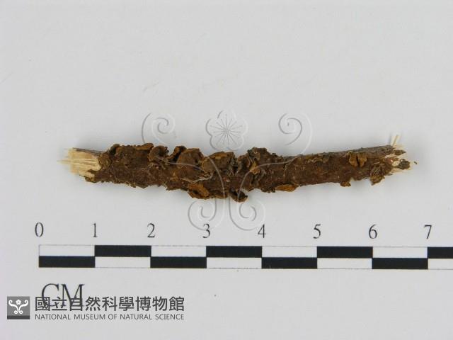 登錄號:F0007187藏品圖，第1張