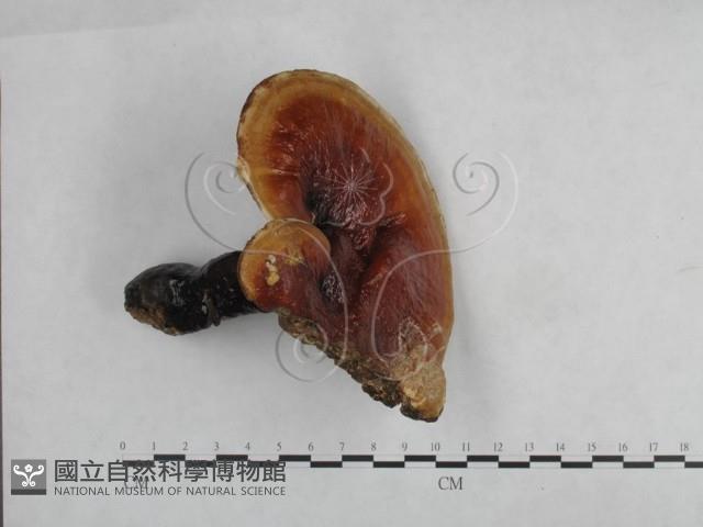 靈芝屬藏品圖，第1張