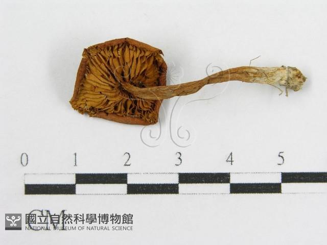 登錄號:F0005187藏品圖，第1張