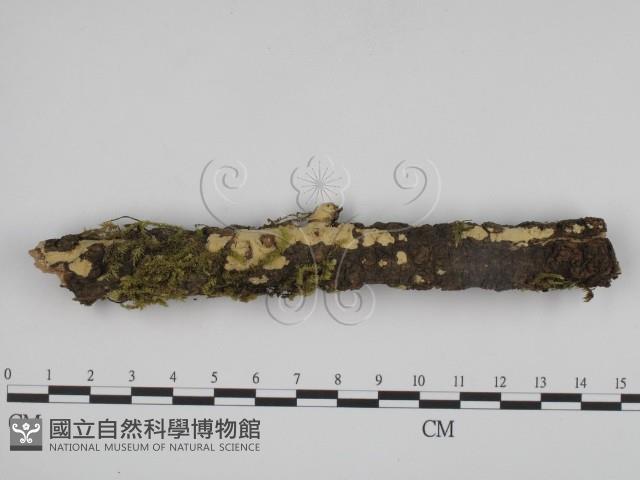登錄號:F0015187藏品圖，第1張