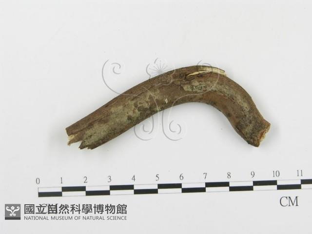 串擔革菌屬藏品圖，第1張
