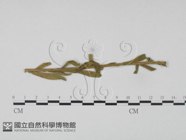 登錄號:F0019187藏品圖，第1張