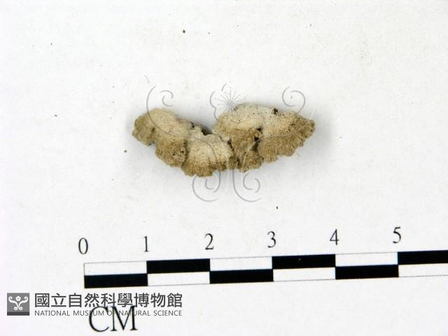 裂褶菌藏品圖，第1張