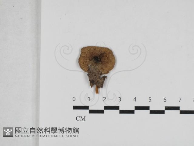 登錄號:F0033187藏品圖，第1張