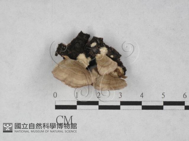 附毛菌屬藏品圖，第1張