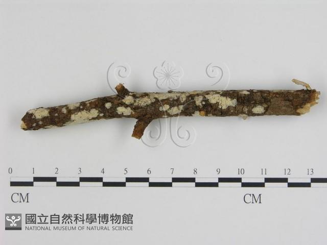 登錄號:F0020087藏品圖，第1張