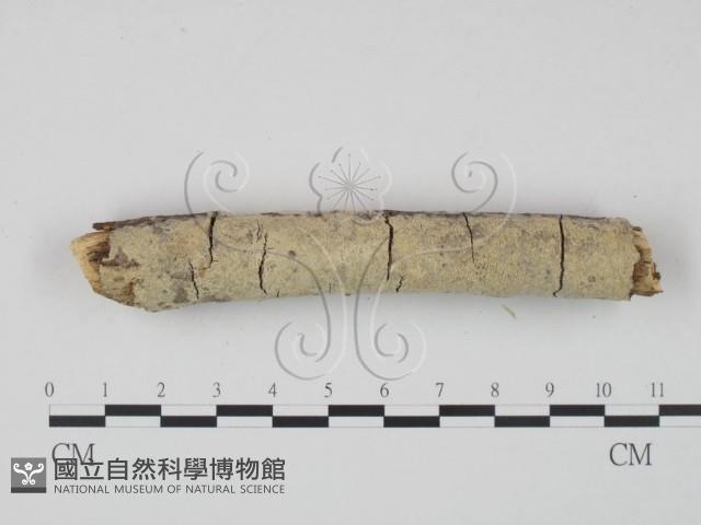 登錄號:F0010087藏品圖，第1張