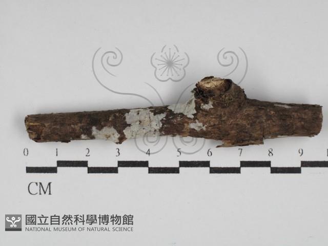 刺皮菌屬藏品圖，第1張
