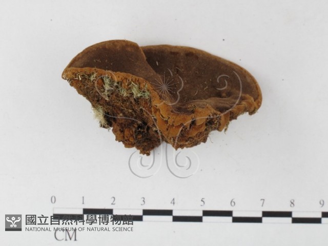 木層孔菌屬藏品圖，第1張