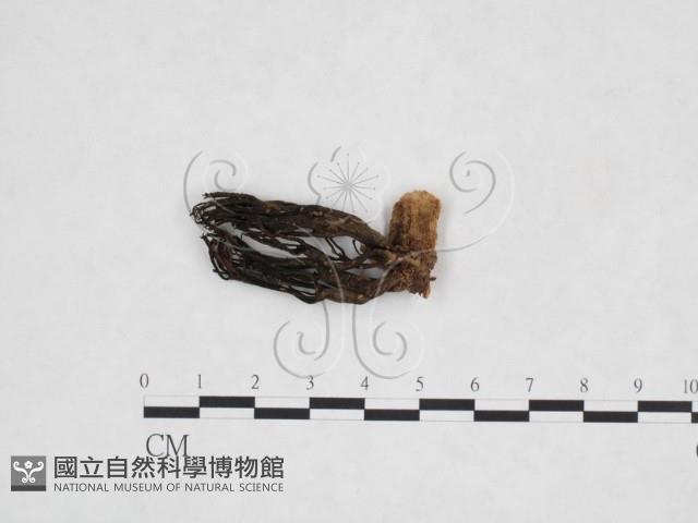 登錄號:F0016087藏品圖，第1張