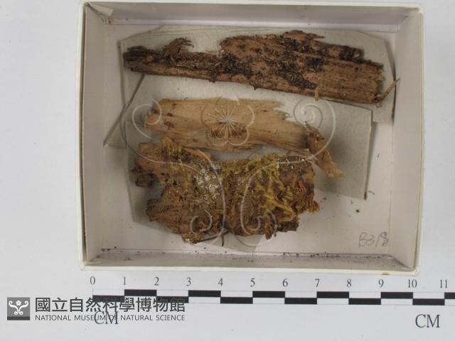 登錄號:F0021087藏品圖，第1張