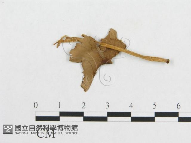 登錄號:F0011087藏品圖，第1張