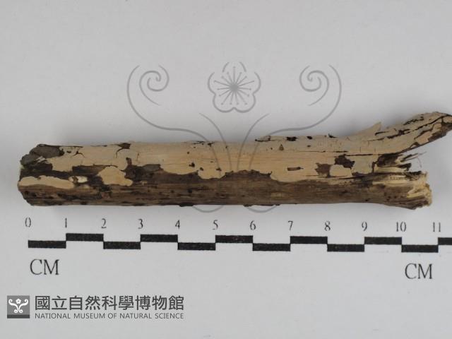 筍殼菌屬藏品圖，第1張