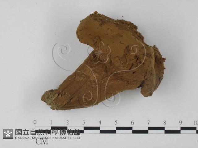 紫色禿馬勃藏品圖，第1張