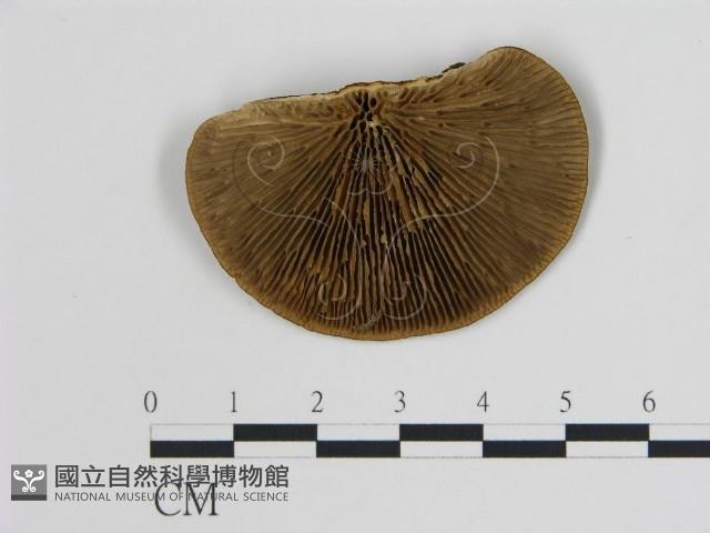 登錄號:F0014087藏品圖，第1張