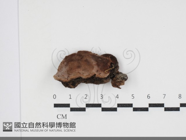登錄號:F0034087藏品圖，第1張