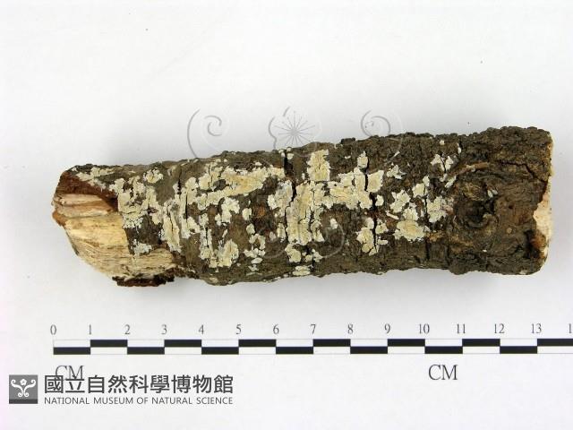 登錄號:F0022087藏品圖，第1張