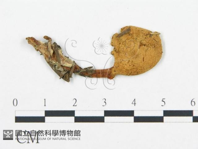 杯傘屬藏品圖，第1張