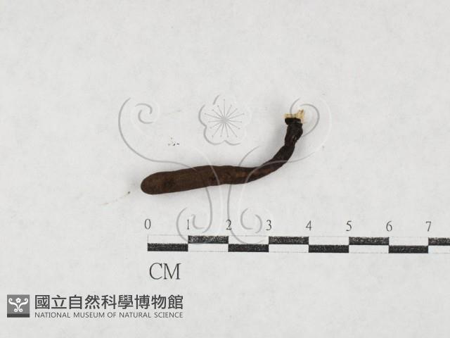 登錄號:F0027087藏品圖，第1張