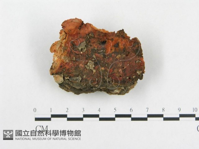 血紅密孔菌藏品圖，第1張