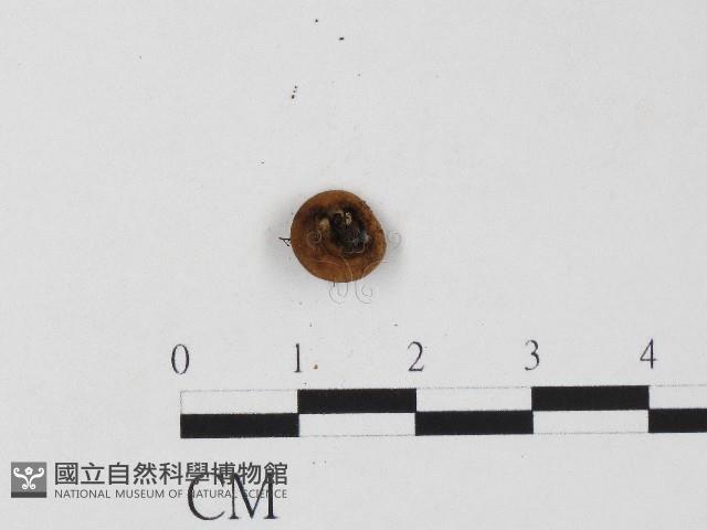 登錄號:F0017087藏品圖，第1張