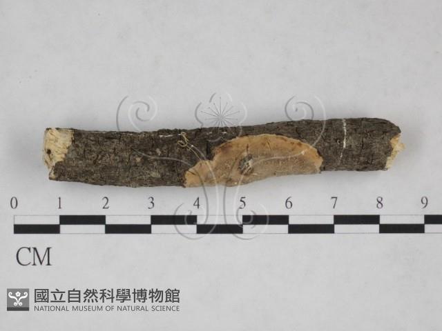 刺皮菌屬藏品圖，第1張