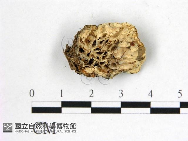 登錄號:F0005087藏品圖，第1張