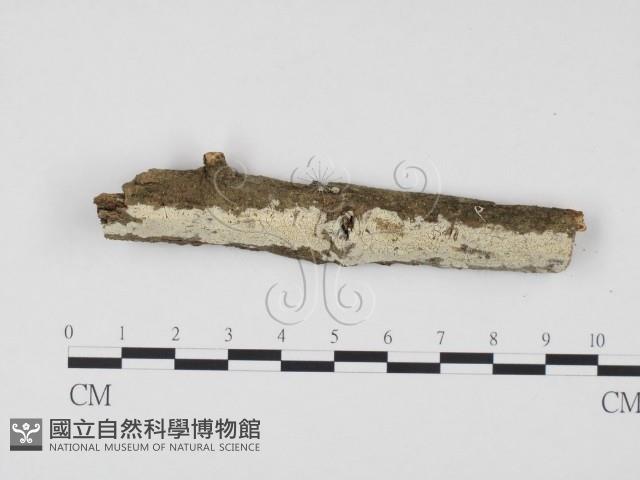 冇骨消絲齒菌藏品圖，第1張