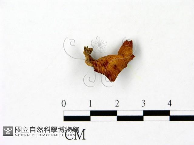 登錄號:F0023087藏品圖，第1張