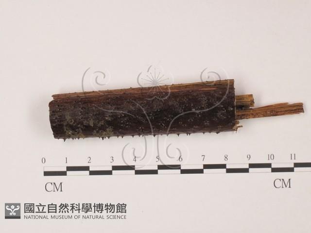 登錄號:F0003087藏品圖，第1張