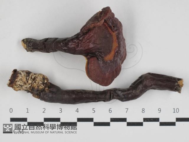 登錄號:F0033087藏品圖，第1張