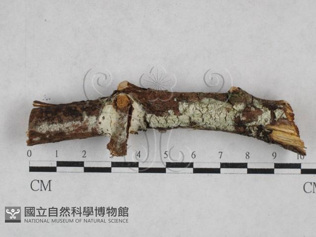 登錄號:F0028387藏品圖，第1張