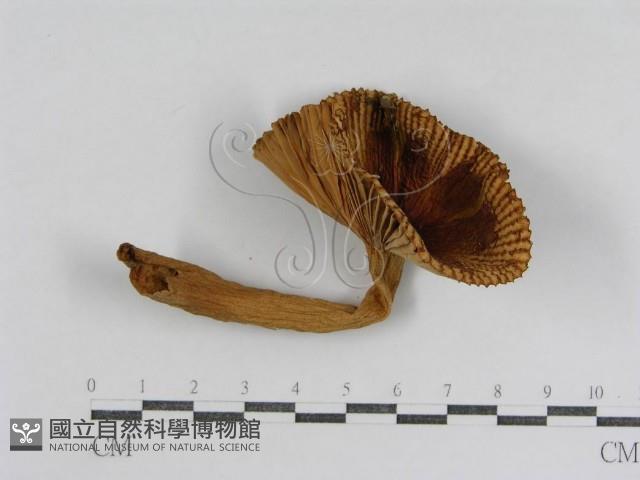 登錄號:F0008387藏品圖，第1張