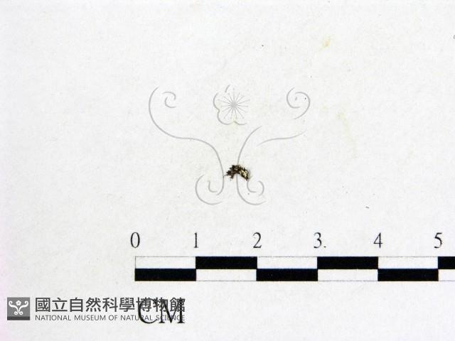 登錄號:F0010387藏品圖，第1張