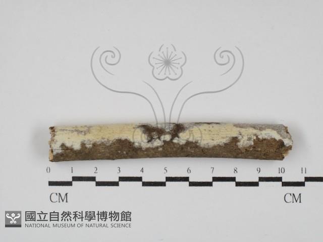 登錄號:F0030387藏品圖，第1張