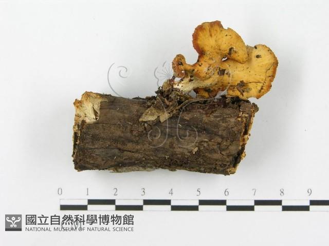 登錄號:F0016387藏品圖，第1張