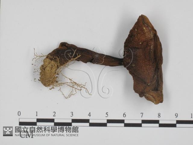 登錄號:F0014387藏品圖，第1張