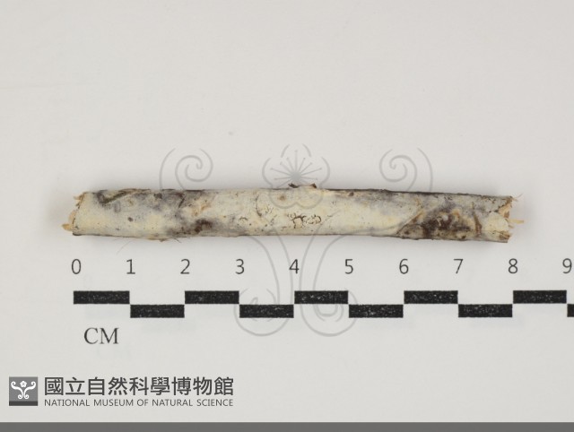 登錄號:F0034387藏品圖，第1張