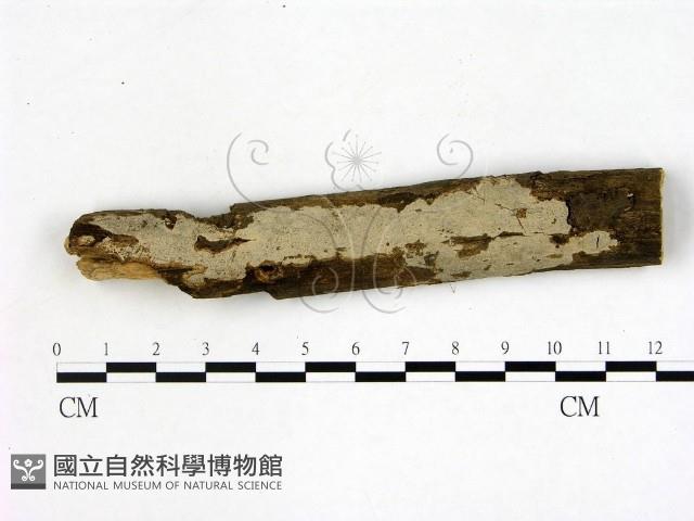 刺皮菌屬藏品圖，第1張