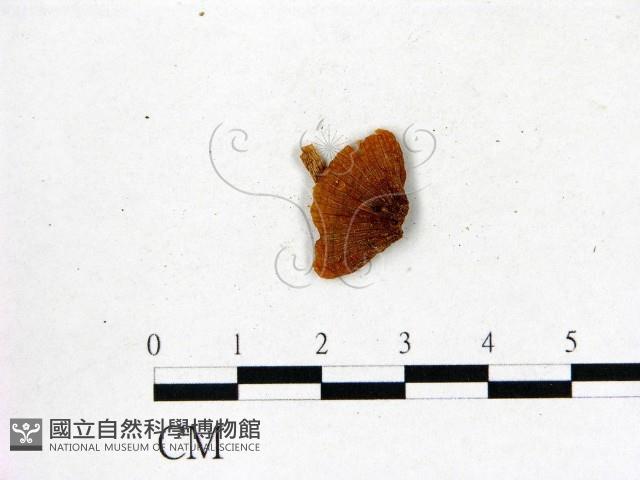 登錄號:F0012387藏品圖，第1張